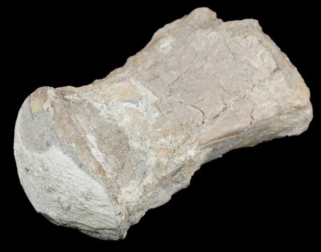 Mosasaur (Platecarpus) Dorsal Vertebrae - Kansas #54522